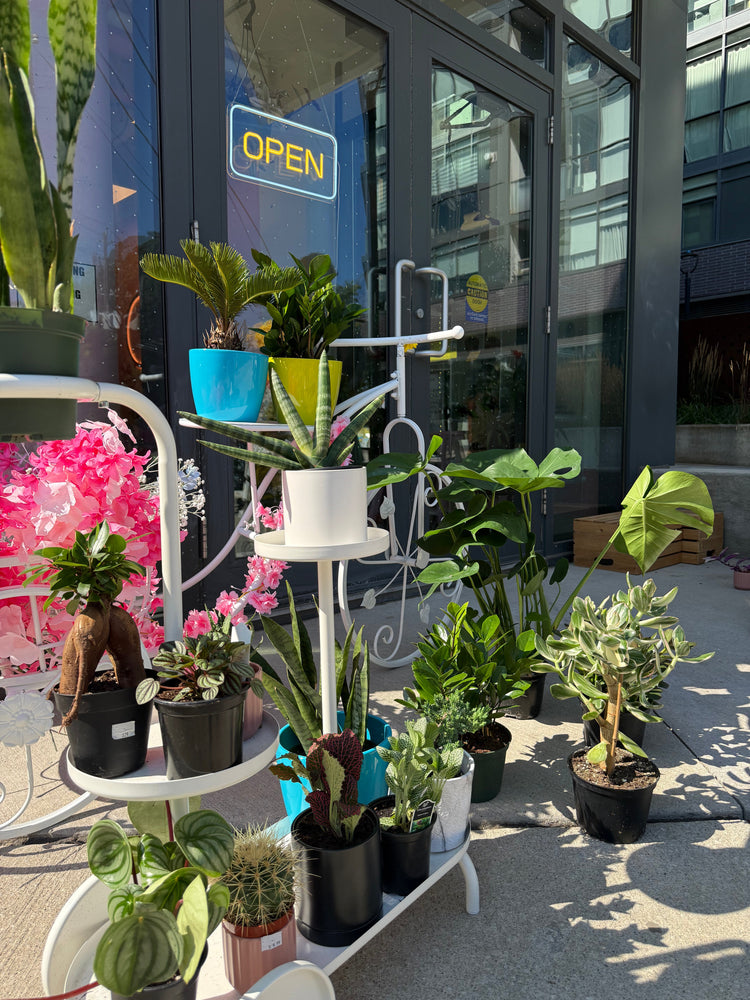 Plants