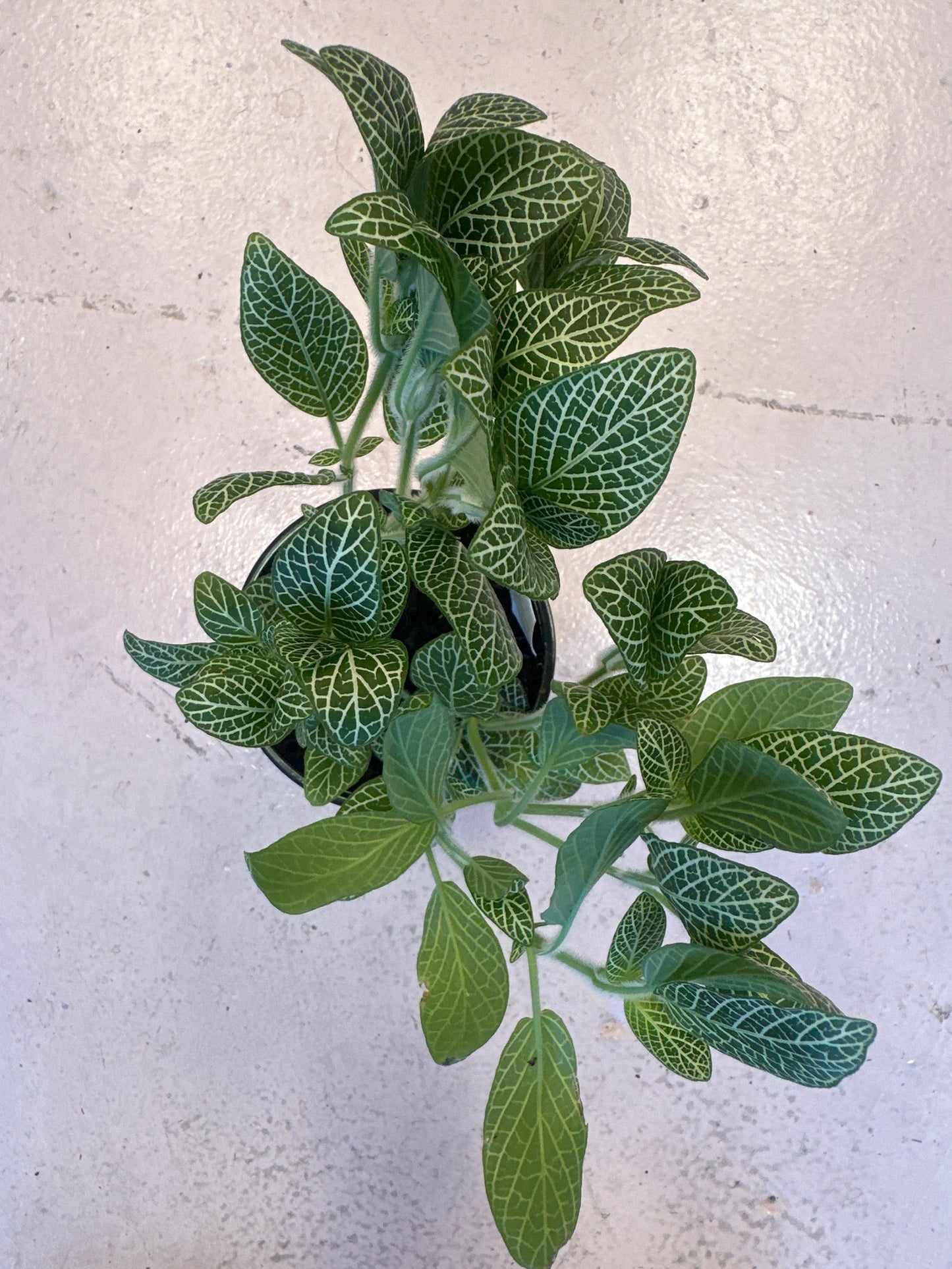 Fittonia