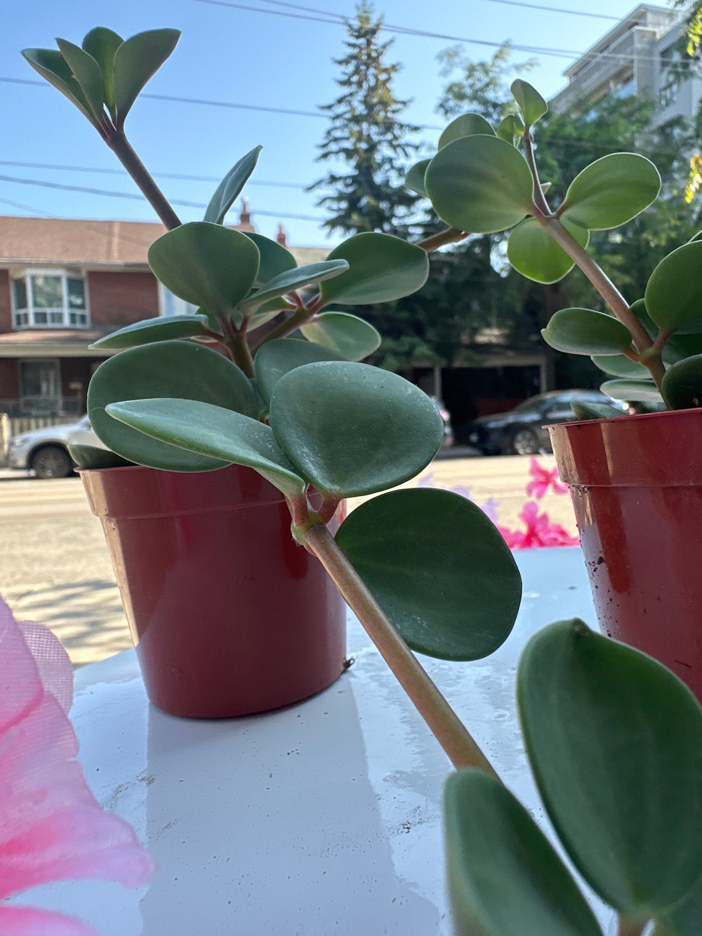Peperomia Hope