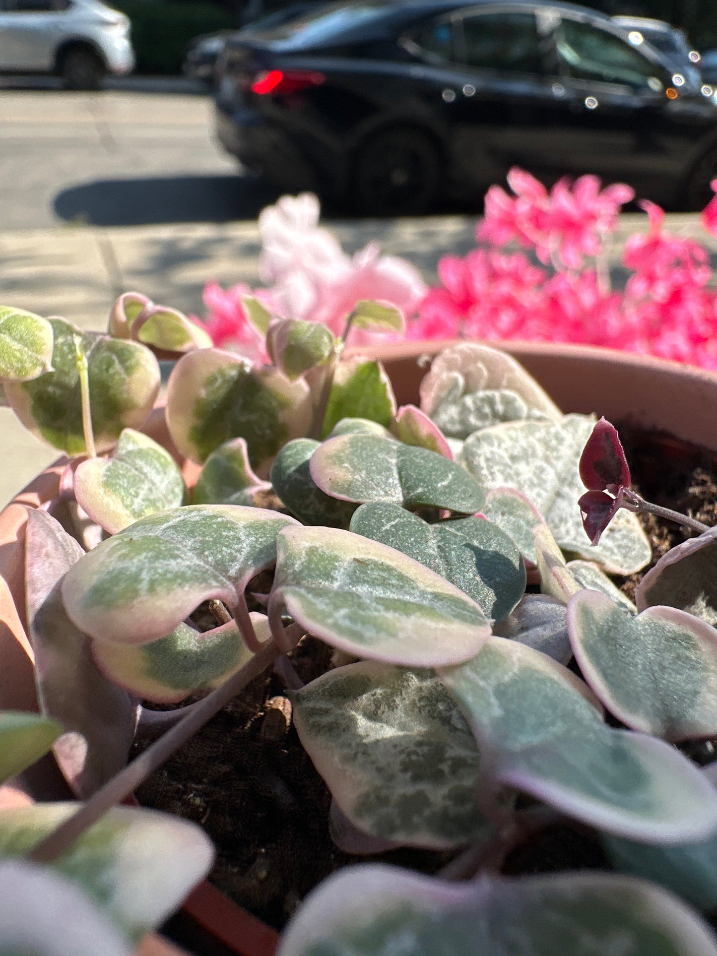 STRING OF HEART 2.5”