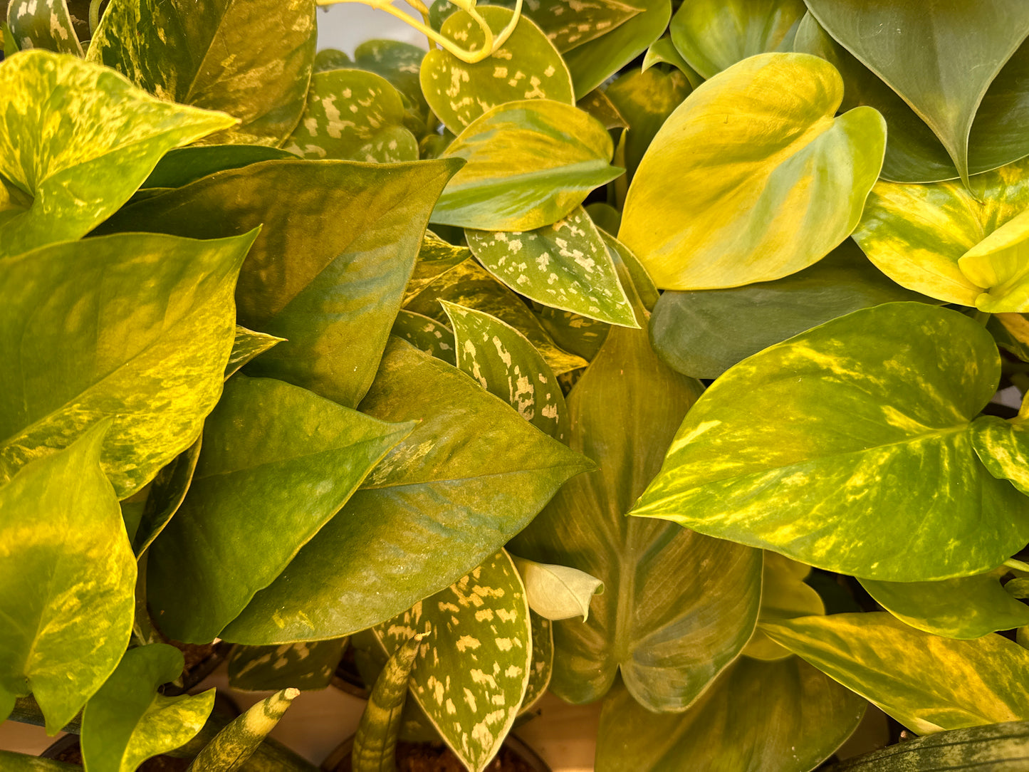 Pothos