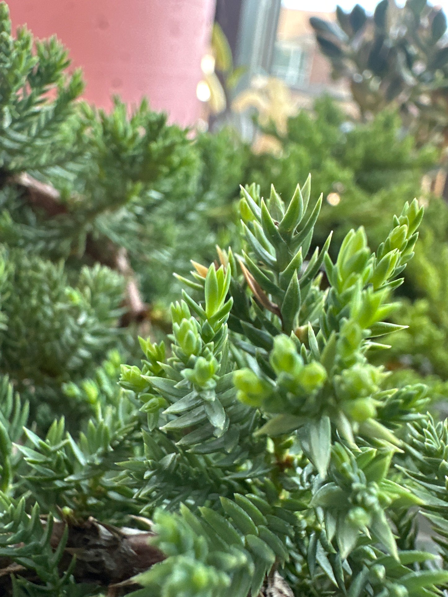Bonsai Juniper