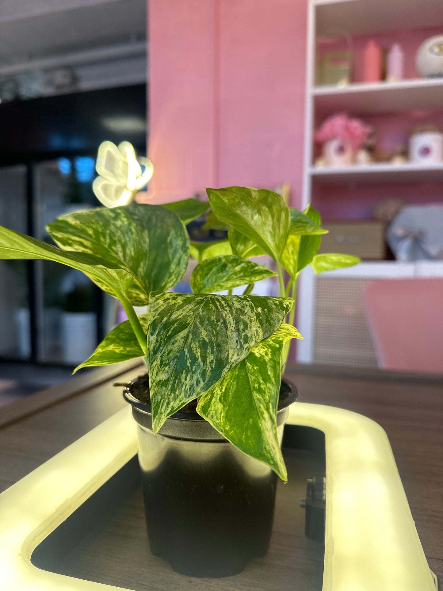 Pothos