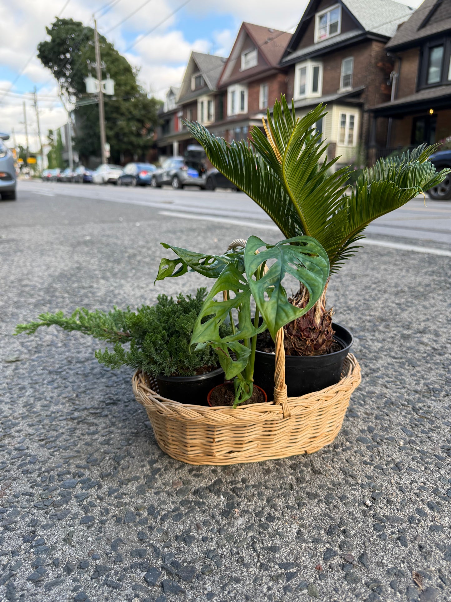 Green grace basket
