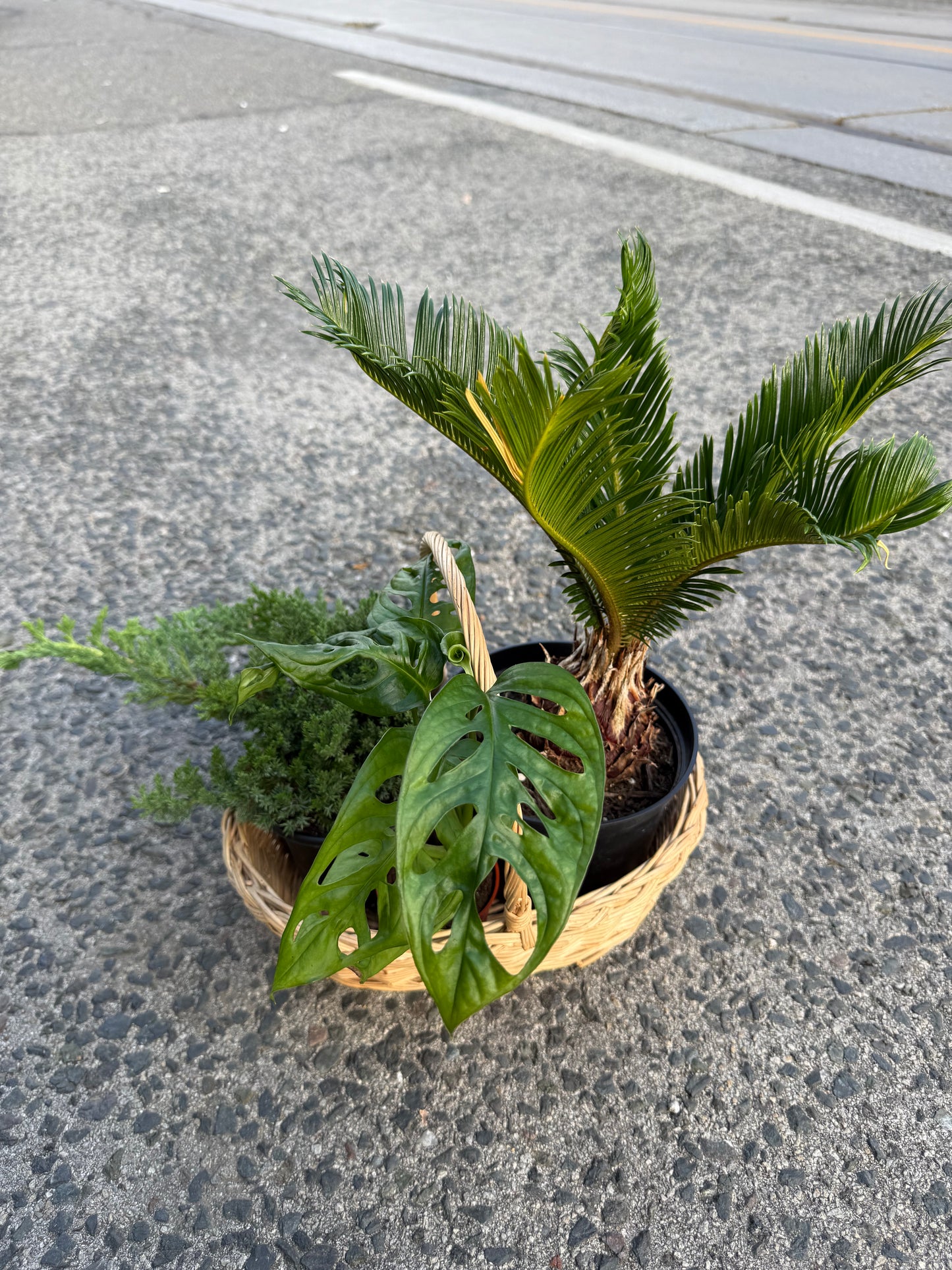 Green grace basket