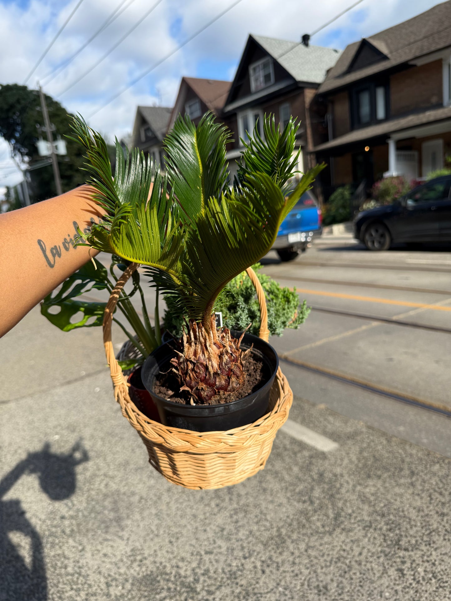 Green grace basket