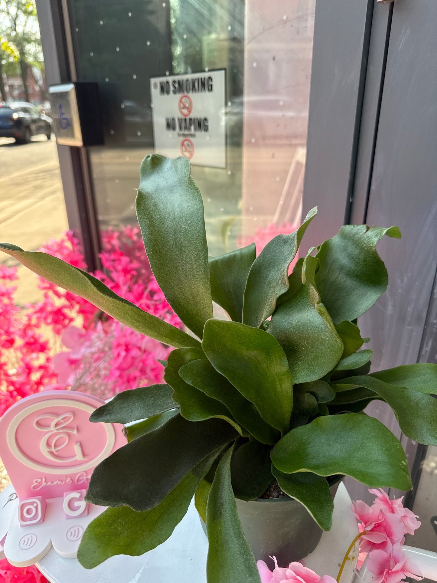 Staghorn Fern: Platycerium bifurcatum - 6 inch pot