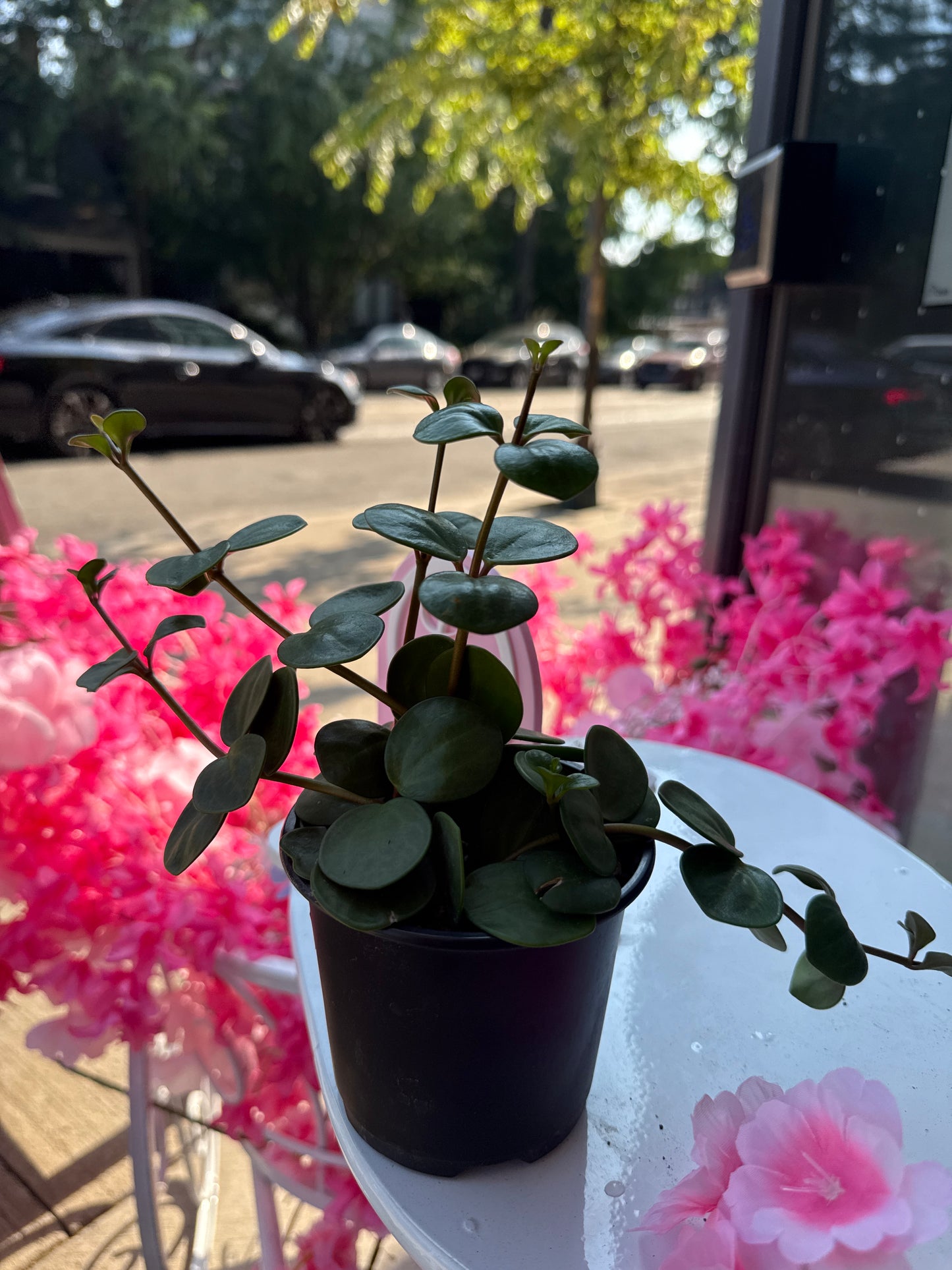Peperomia Hope – Peperomia perciliata (4” Pot)