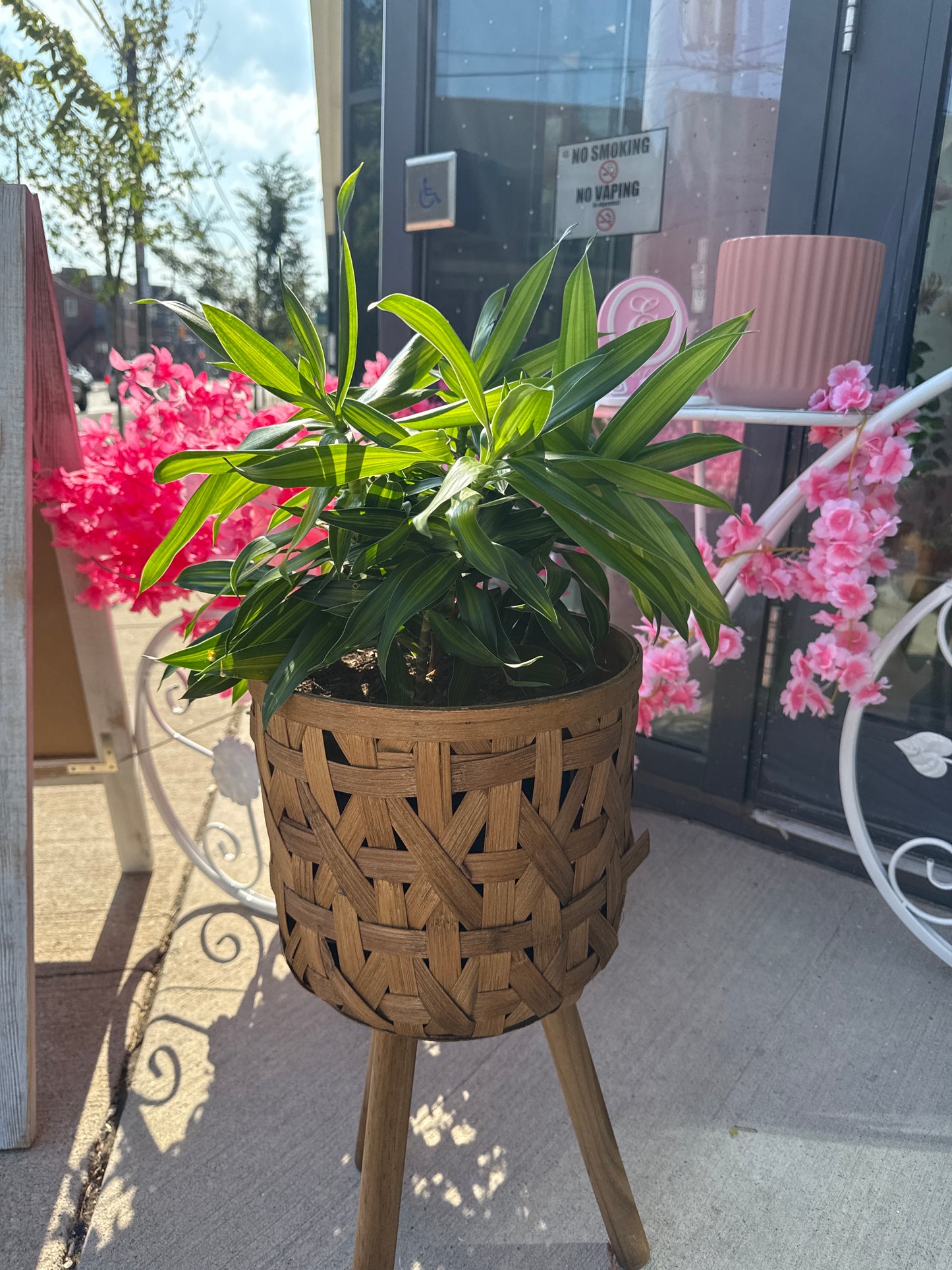 Song of Jamaica Cane: Dracaena reflexa - 10 inch pot