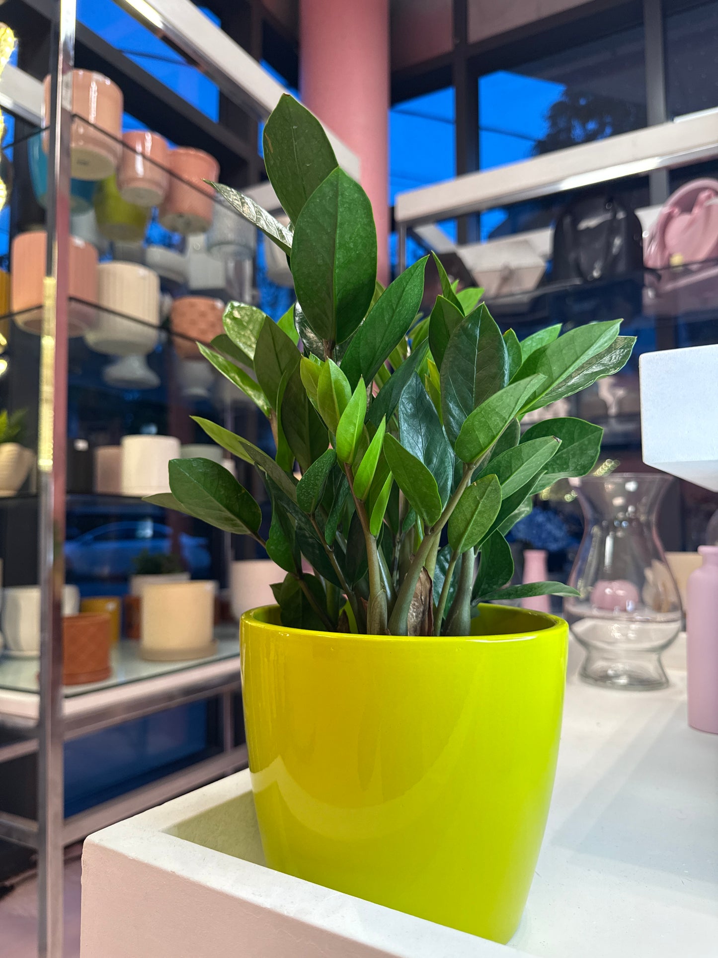 Zz plant - 6 inch pot