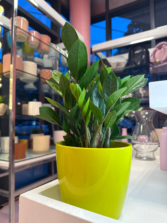 Zz plant - 6 inch pot