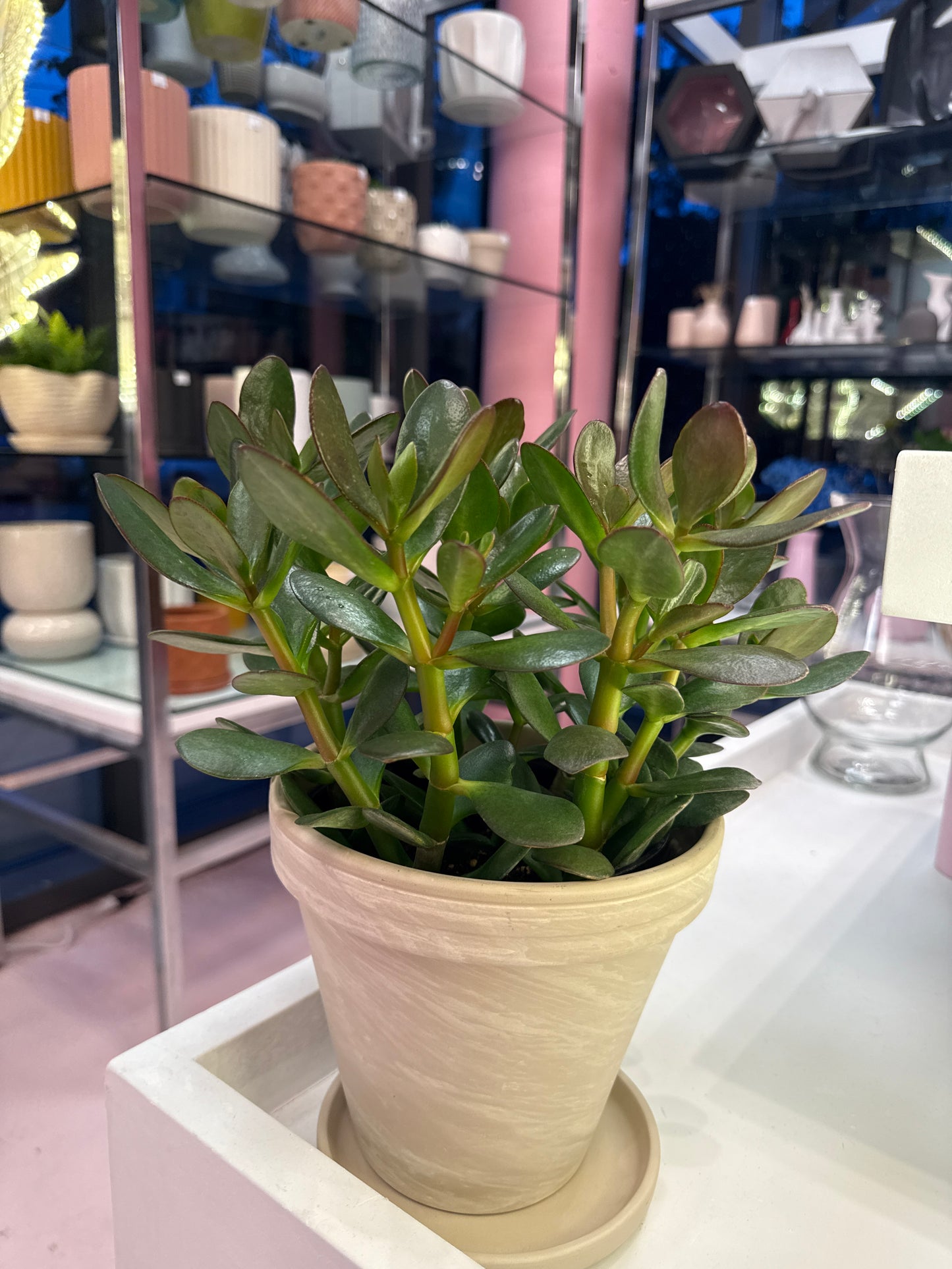 Jade Plant - 6 inches pot