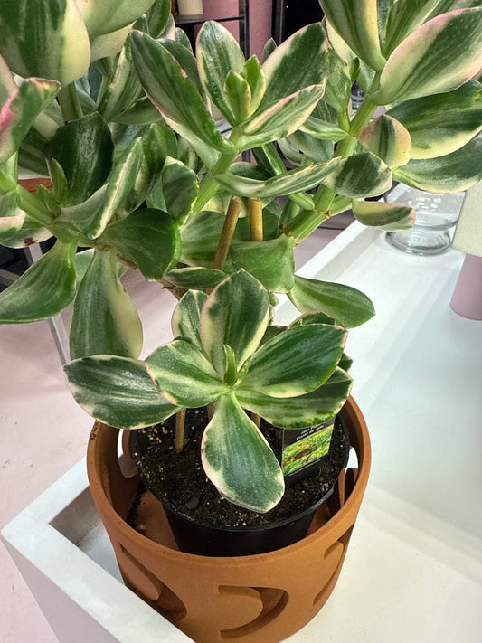 Variegated Jade Bonsai - 6 inch po