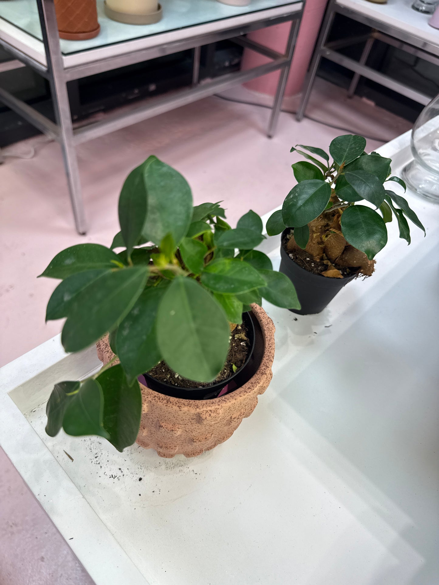 Ginseng Ficus Bonsai: Ficus retusa - 4 inch pot