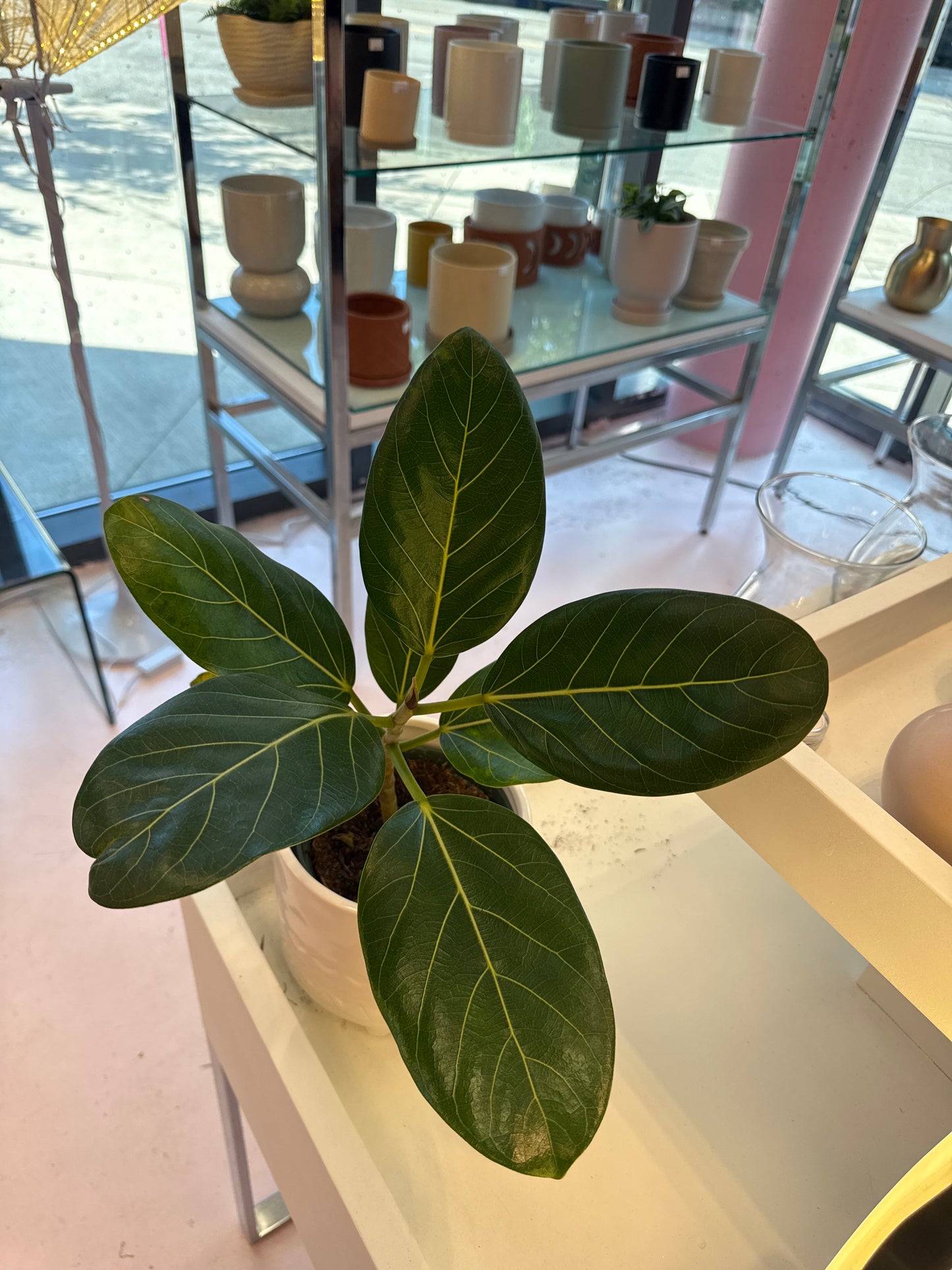 Ficus Audrey: Ficus benghalensis - 6 inch pot