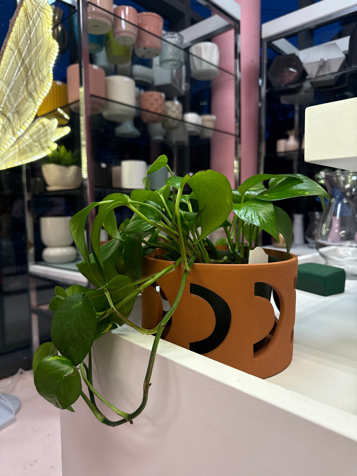 Golden Pothos - 6 inch pot