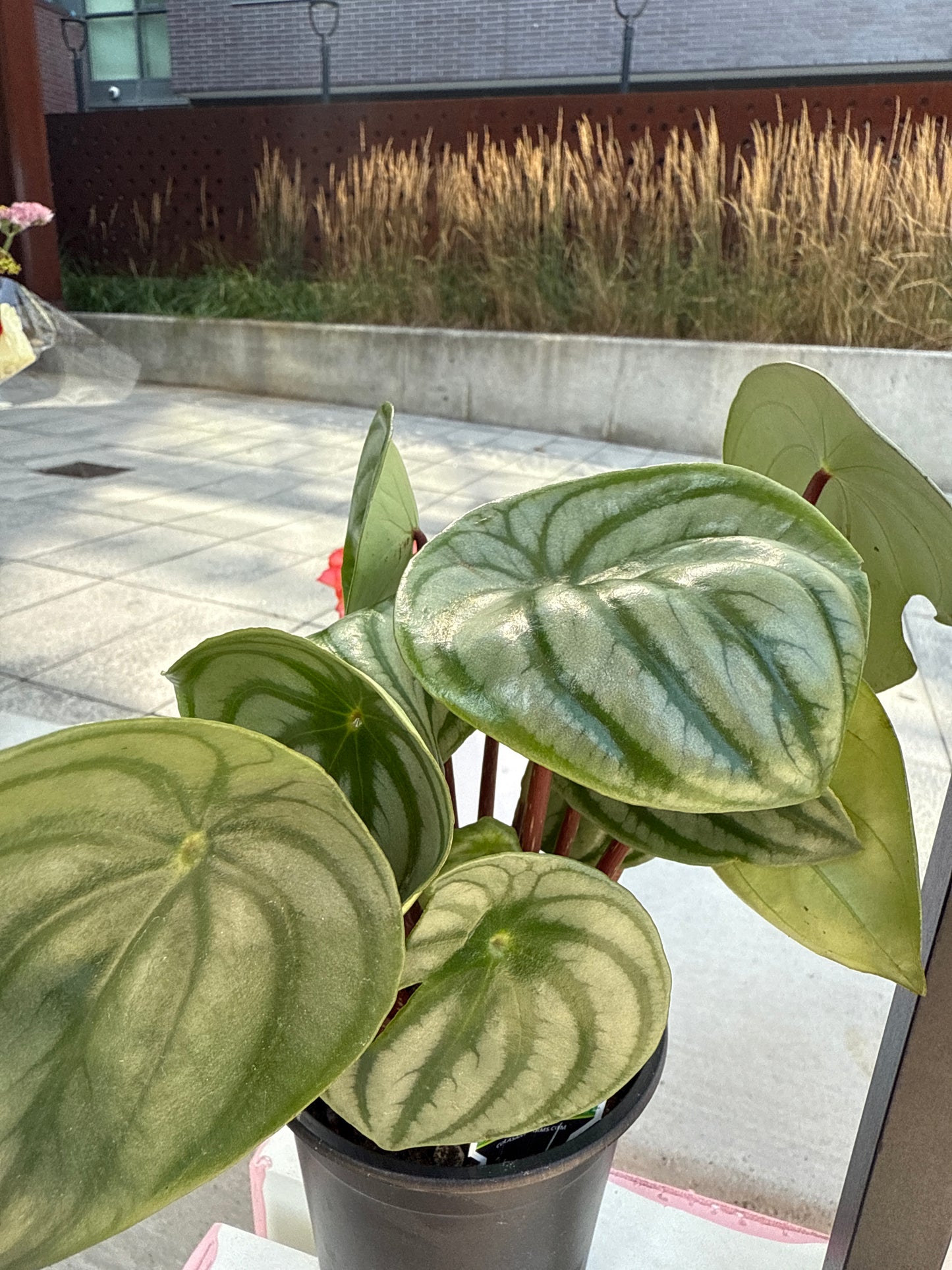 Watermelon Peperomia: Peperomia argyreia - 4 inch pot