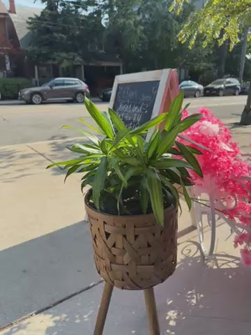 Song of Jamaica Cane: Dracaena reflexa - 10 inch pot