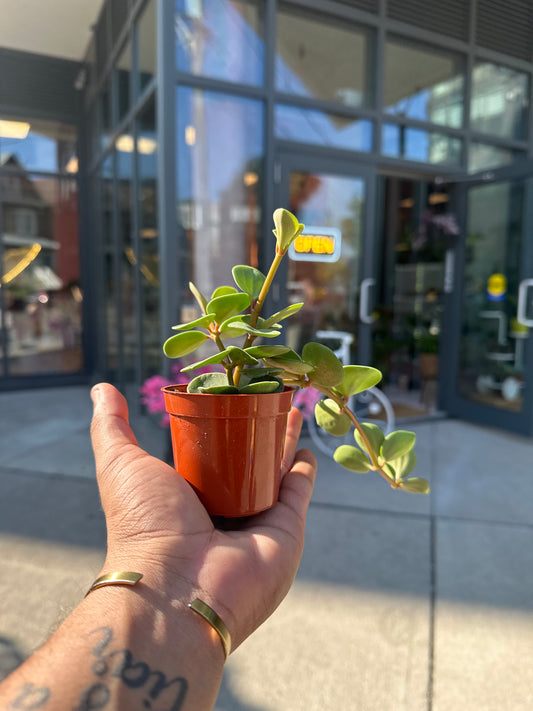 Peperomia Hope
