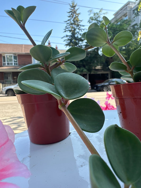 Peperomia Hope