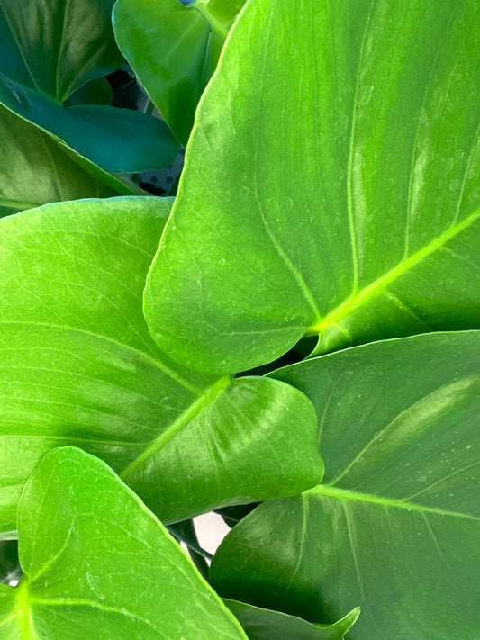 Monstera split leaf