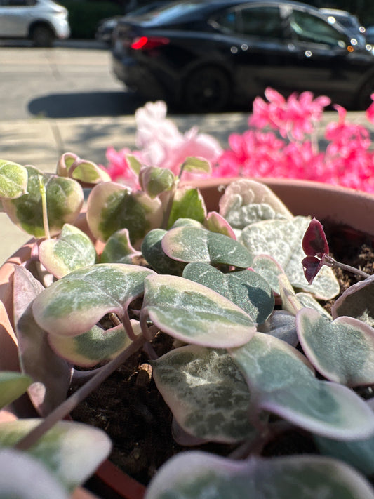 STRING OF HEART 2.5”