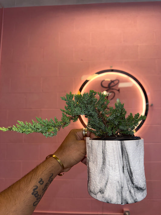 Bonsai Juniper