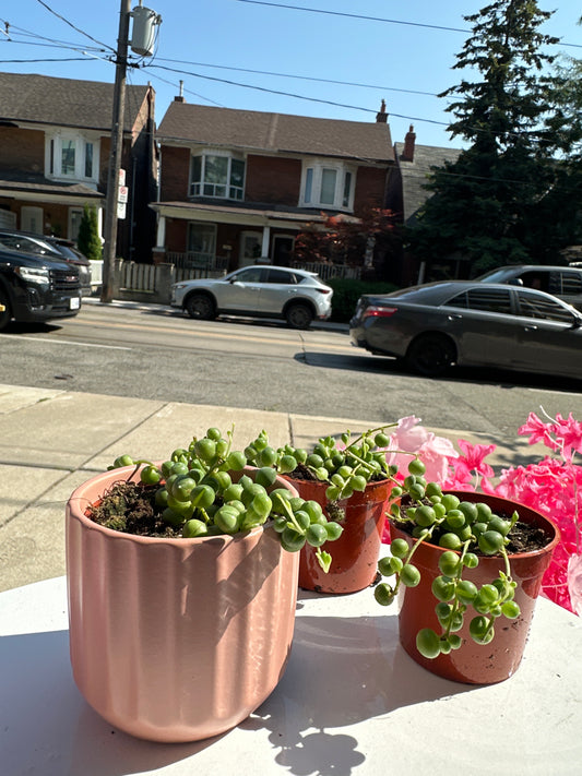 STRING OF PEARLS 2.5’’