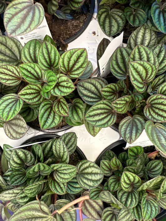 Peperomia piccolo Banda