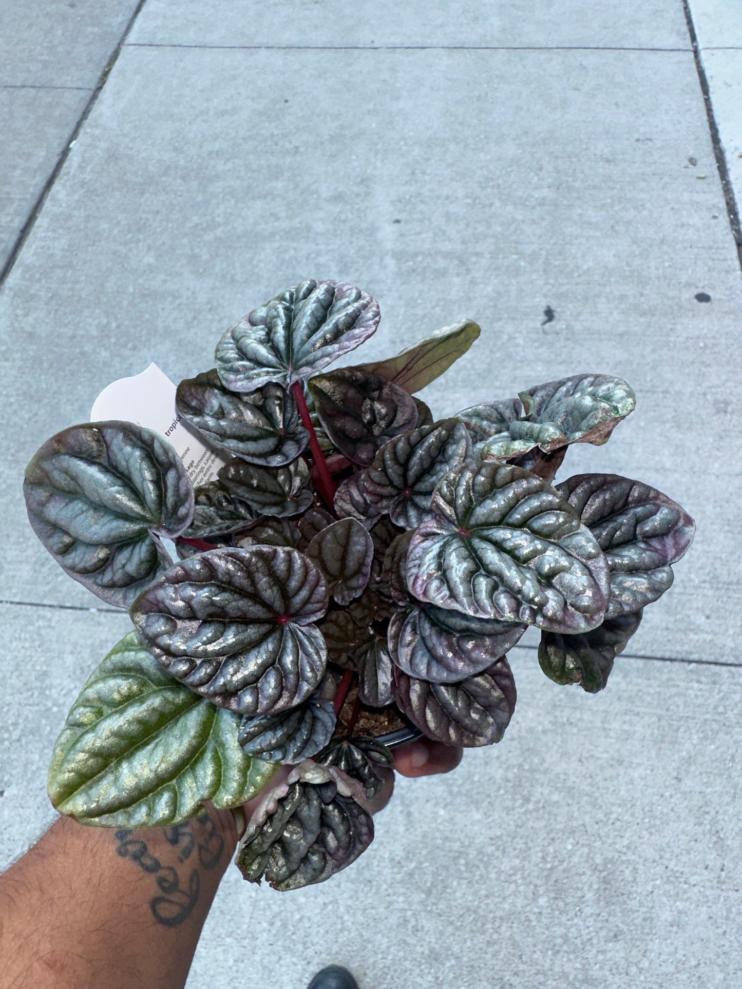 Peperomia Ripple Red