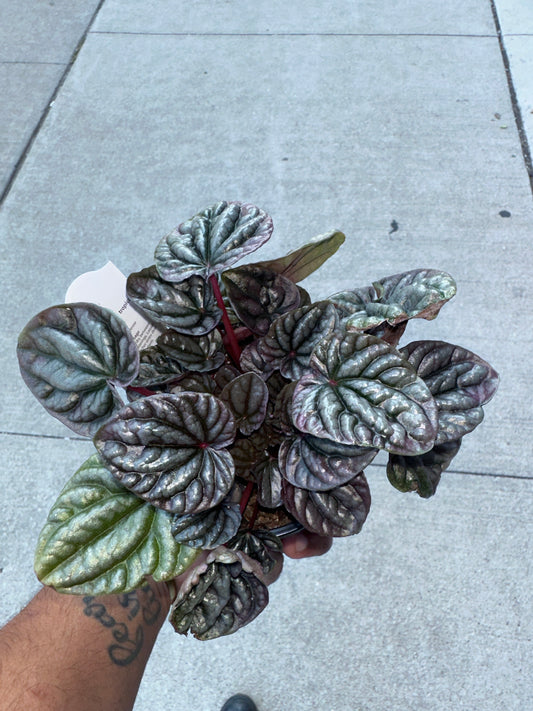 Peperomia Ripple Red