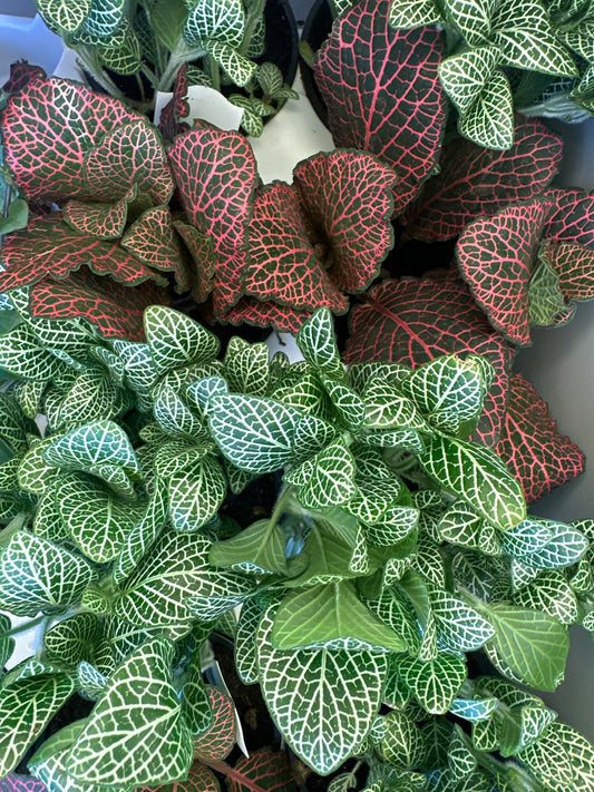 Fittonia