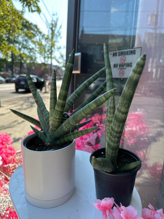 Sansevieria Starfish 4”