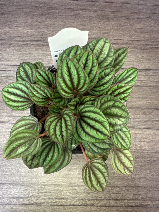 Peperomia piccolo Banda