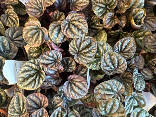 Peperomia Ripple Red
