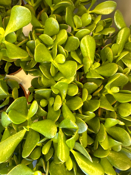 Jade