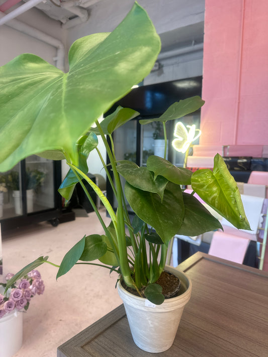 Monstera split leaf