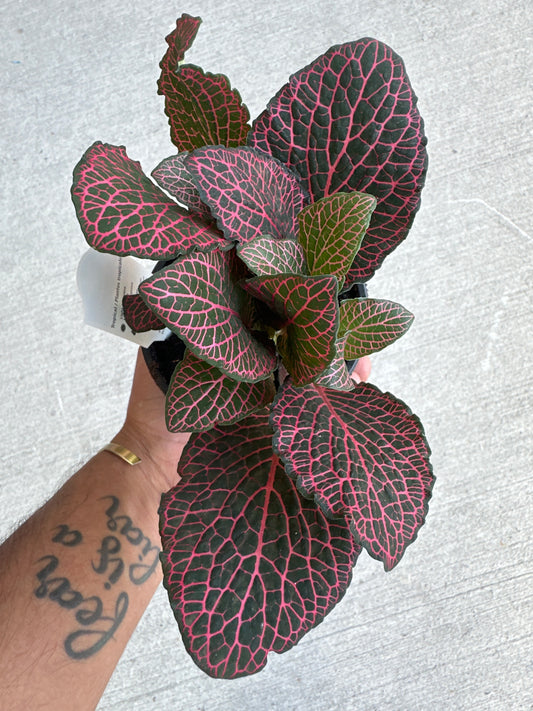 Fittonia