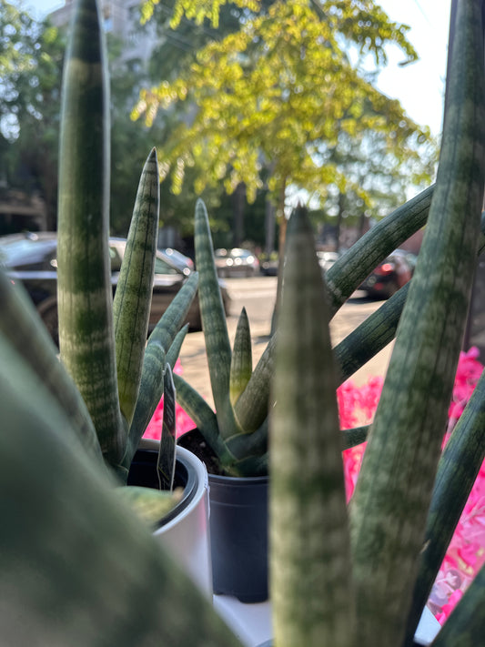 Sansevieria Starfish 4”