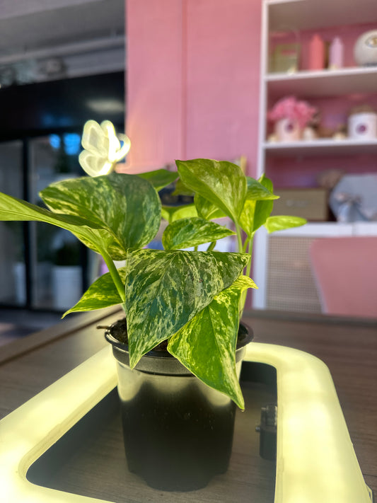 Pothos