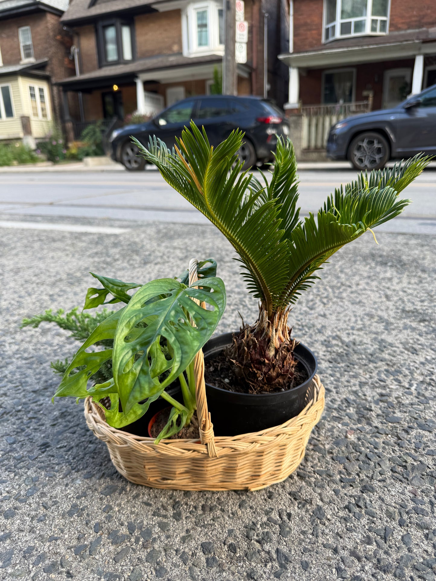 Green grace basket