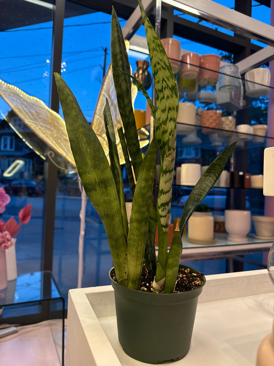 Snake Plant - 6 inch Pot