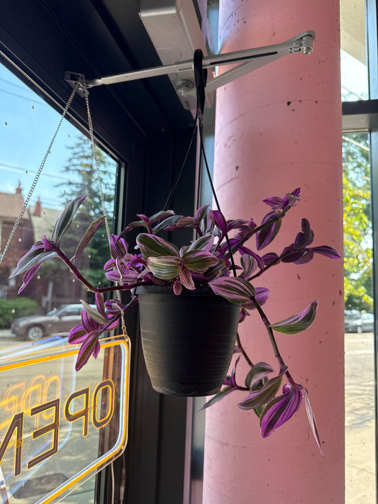 Bubblegum Wandering Plant: Tradescantia 'Nanouk' - 6 inch hanging basket