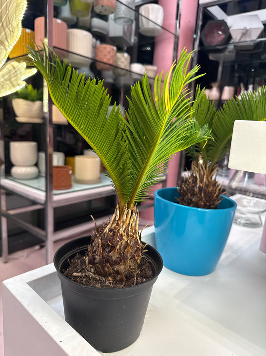 Sago Palm: Cycas revoluta - 6 inch pot