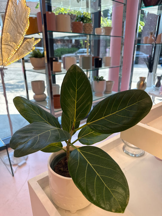 Ficus Audrey: Ficus benghalensis - 6 inch pot