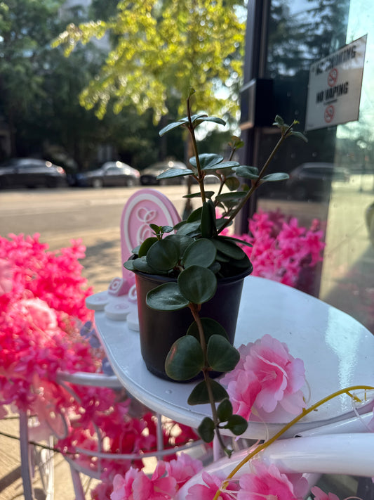 Peperomia Hope – Peperomia perciliata (4” Pot)