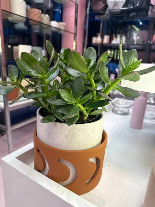 Jade Plant - 6 inches pot