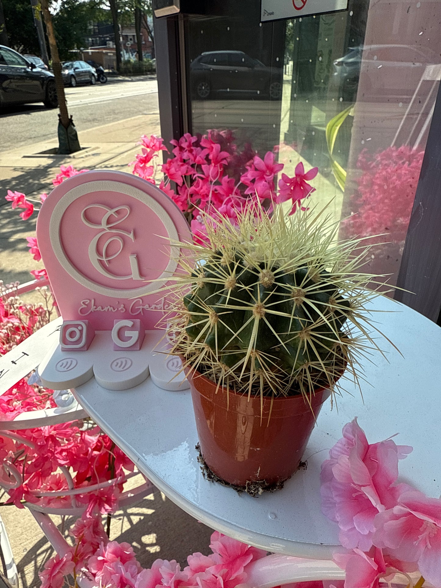 Golden Barrel Cactus: Echinocactus grusonii - 4 inch pot