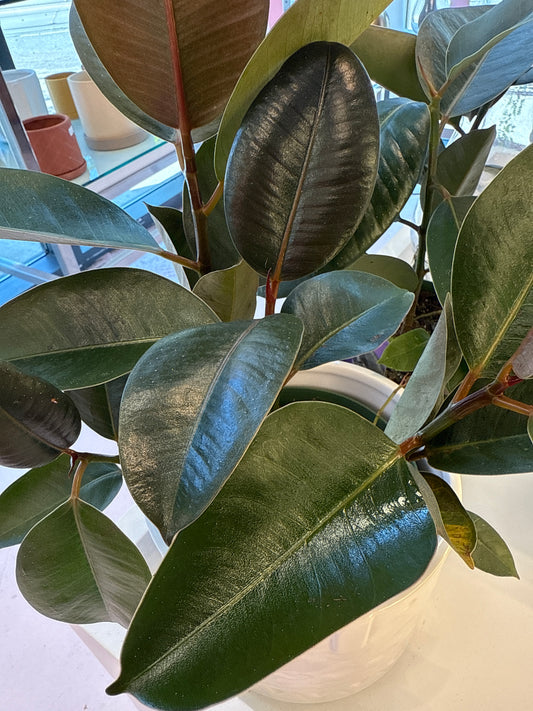 Green Rubber Bush: Ficus elastica 'Robusta' - 6 inch pot