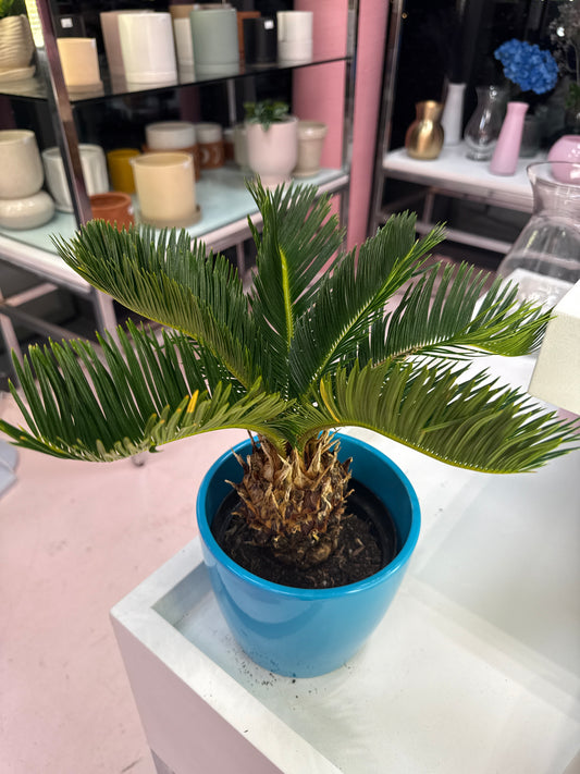 Sago Palm: Cycas revoluta - 6 inch pot